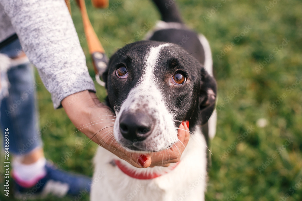 Hand caressing cute homeless dog with sad look in summer park. Adorable black and white dog playing and hugging with person , sitting in grass. Adoption concept.