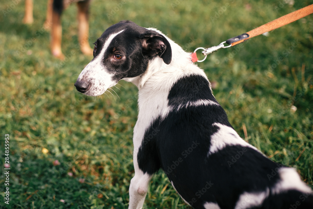 Cute stray black and white dog walking and playing in green summer park. Adoption concept. Save animals. Adorable dog with sweet emotions and smile walking in grass Cute stray black and white dog walking and playing in green summer park. Adoption concept. Save animals. Adorable dog with sweet emotions and smile walking in grass