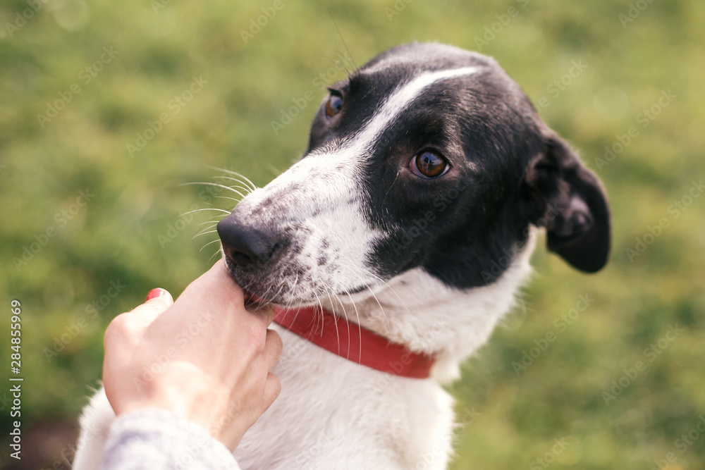 Hand caressing cute homeless dog with sad look in summer park. Adorable black and white dog playing and hugging with person , sitting in grass. Adoption concept.