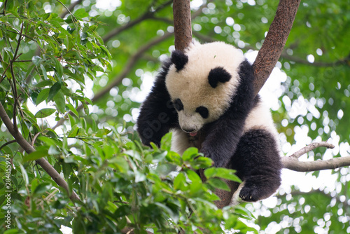 Giant Panda sleeping high up a in tree in Chengdu China