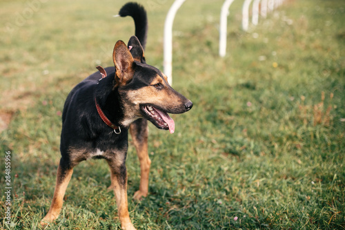 Cute stray black and brown dog walking in green summer park. Adoption concept. Save animals. Adorable dog with sweet emotions