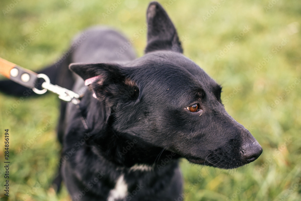 Cute stray total black dog walking and playing in green summer park. Adoption concept. Save animals. Adorable dog with sweet emotions playing in grass Cute stray total black dog walking and playing in green summer park. Adoption concept. Save animals. Adorable dog with sweet emotions playing in grass