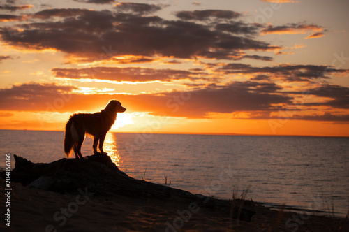 toller dog at sunset by the sea. Nova Scotia Duck Tolling Retriever is on vacation. Pet Travel © annaav