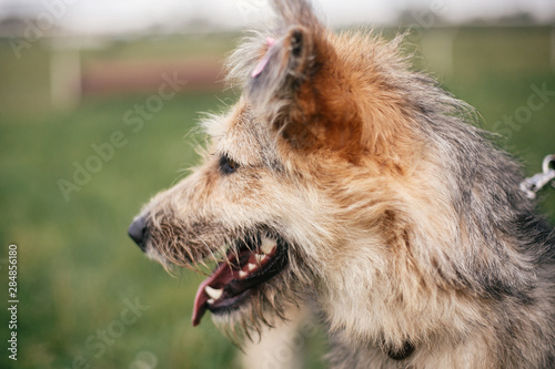Cute homeless fluffy dog walking and playing in green summer park. Adoption concept. Save animals. Adorable dog with sweet emotions and funny look walking in grass
