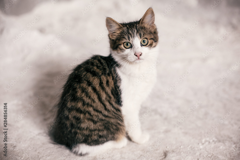 Cute tabby kitten with sweet looking eyes sitting in city street. Adorable homeless kitty posing on background of grey wall. Copy space. Adoption concept. Cat waiting for home