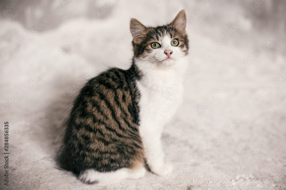 Cute tabby kitten with sweet looking eyes sitting in city street. Adorable homeless kitty with funny emotions on background of grey wall. Copy space. Adoption concept. Cat waiting for home