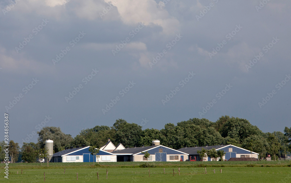 Modern chicken stable Netherlands. Farming. Poultry Modern chicken stable Netherlands. Farming. Poultry