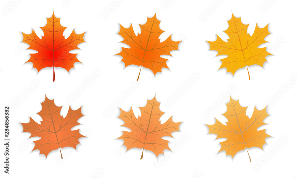 Group of Signle Autumn leaf with defferent color. Set of Autumn maple leaf with shadow. Vector illustration Group of Signle Autumn leaf with defferent color. Set of Autumn maple leaf with shadow. Vector illustration