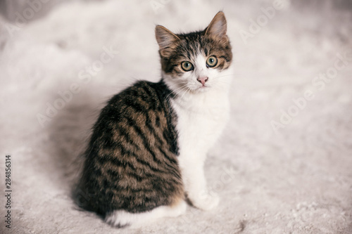 Cute tabby kitten with sweet looking eyes sitting in city street. Adorable homeless kitty posing on background of grey wall. Copy space. Adoption concept. Cat waiting for home © sonyachny