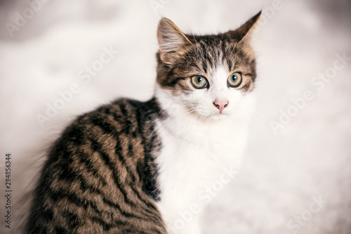 Cute tabby kitten with sweet looking eyes sitting in city street. Adorable homeless kitty posing on background of grey wall. Copy space. Adoption concept. Cat waiting for home