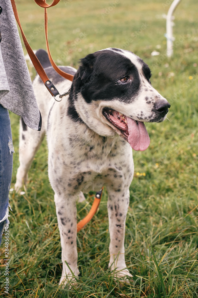 Homeless sweet alabai dog walking with person in summer park. Big adorable black and white  dog, central asian shepherd,  on a walk near shelter. Adoption concept.