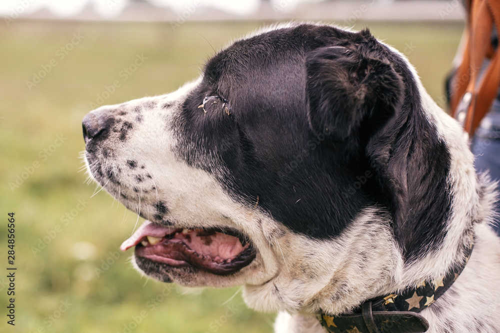 Homeless sweet alabai dog walking with person in summer park. Big adorable black and white  dog, central asian shepherd,  on a walk near shelter. Adoption concept.