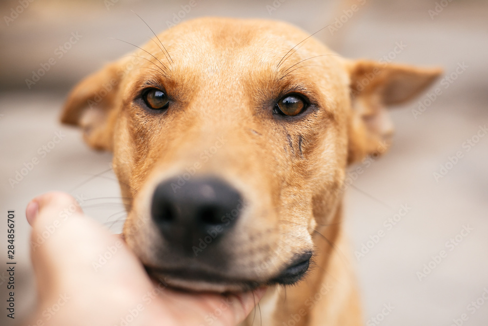 Hand caressing cute homeless dog with sweet looking eyes in summer park. Person hugging adorable yellow dog with funny cute emotions. Adoption concept. Hand caressing cute homeless dog with sweet looking eyes in summer park. Person hugging adorable yellow dog with funny cute emotions. Adoption concept.