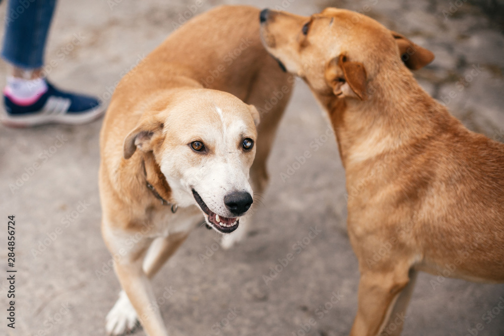 Cute homeless dogs with sweet looking eyes playing in summer park. Adorable two yellow dogs with funny cute emotions playing together at shelter. Adoption concept.