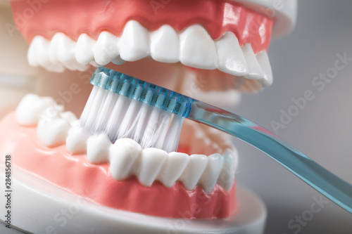 dental hygiene - teeth brushing demonstration on tooth model