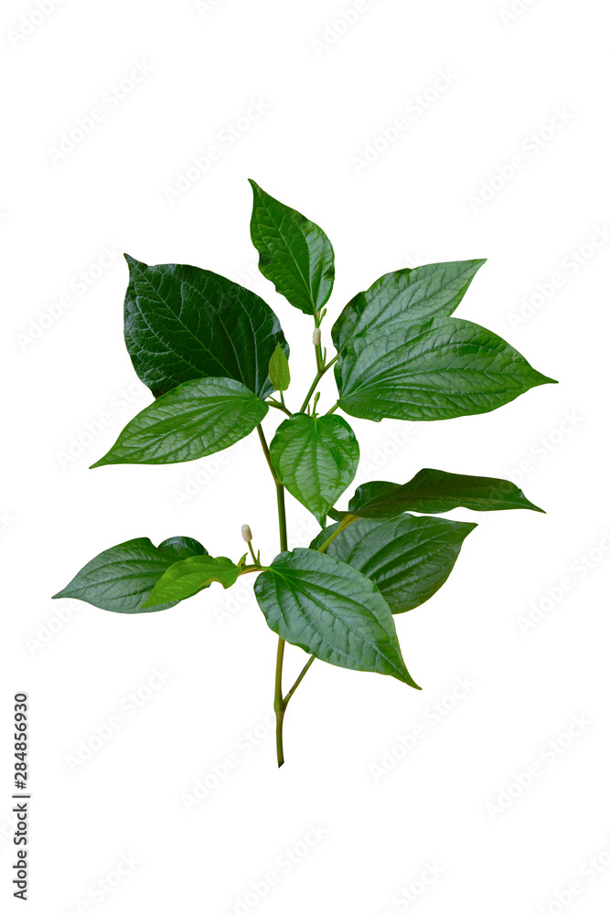 Fresh green leaves branch set of green tree leaves and branches isolated on white background. (clipping path) Fresh green leaves branch set of green tree leaves and branches isolated on white background. (clipping path)