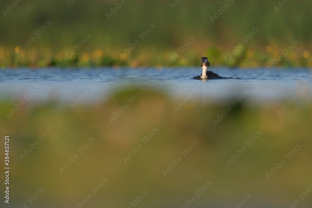 Great Crested Grebe bird in water Great Crested Grebe bird in water