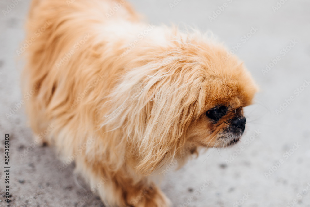 Cute old pekingese dog walking in green park at shelter. Adorable old and blind dog on a walk. Adoption concept. Save senior dogs Cute old pekingese dog walking in green park at shelter. Adorable old and blind dog on a walk. Adoption concept. Save senior dogs