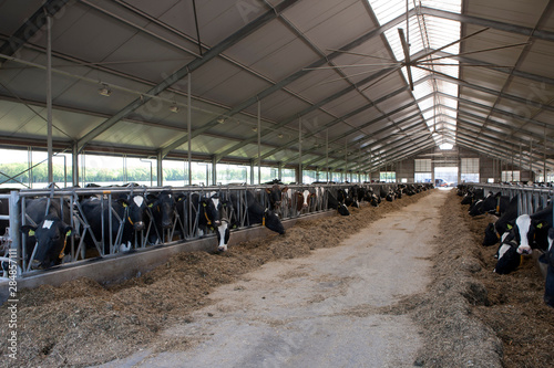 Cows on modern Dutch Stable. Farm. Countrylife