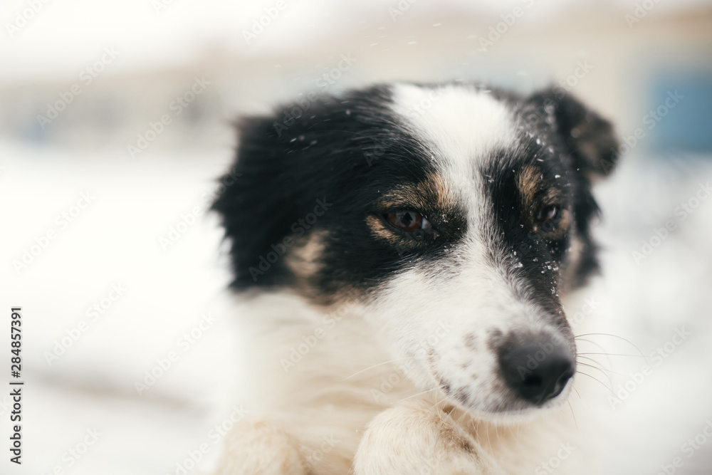 Cute scared dog in person hands in snowy winter park. People hugging little black and white doggy at shelter. Adoption concept. Stray fluffy puppy