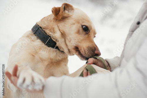 Canvastavla Cute golden labrador sniffing person hands in snowy winter park
