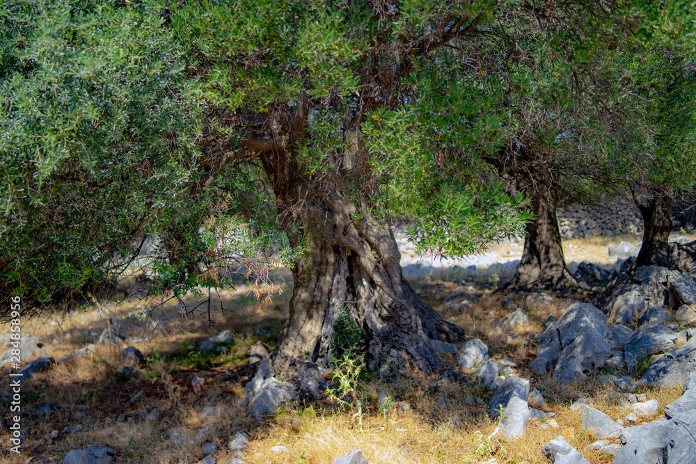 olive tree