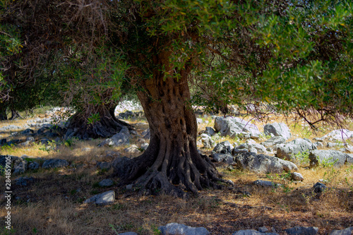 olive tree