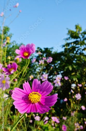 closeup of pink cosmos flowers