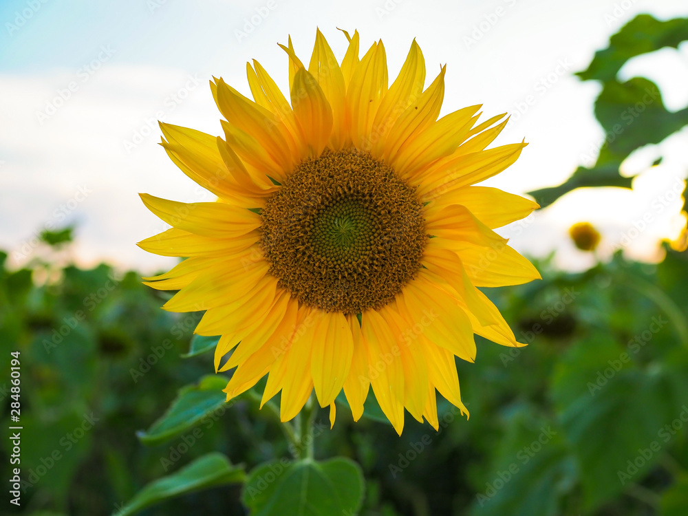 big yellow sunflower on a sunflower field at summer sunset big yellow sunflower on a sunflower field at summer sunset