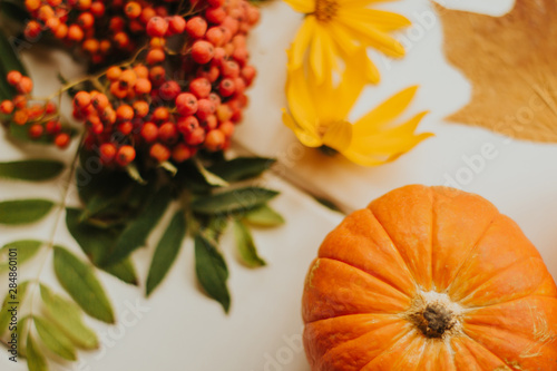 pumpkin on a background of yellow and orange autumn flowers and rowan berries. autumn background