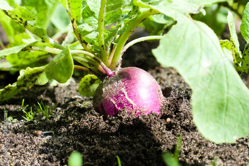 Ripe purple radish in the ground in the garden. Agriculture concept, cultivated root vegetables