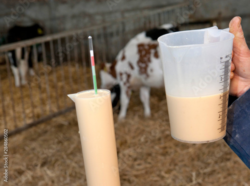 Colostrum. Biest. First milk for youngborn calves. Farming. Young stock. Measuring can and thermometer. photo