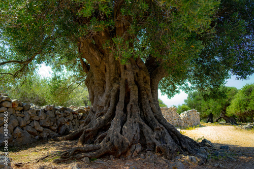 olive tree
