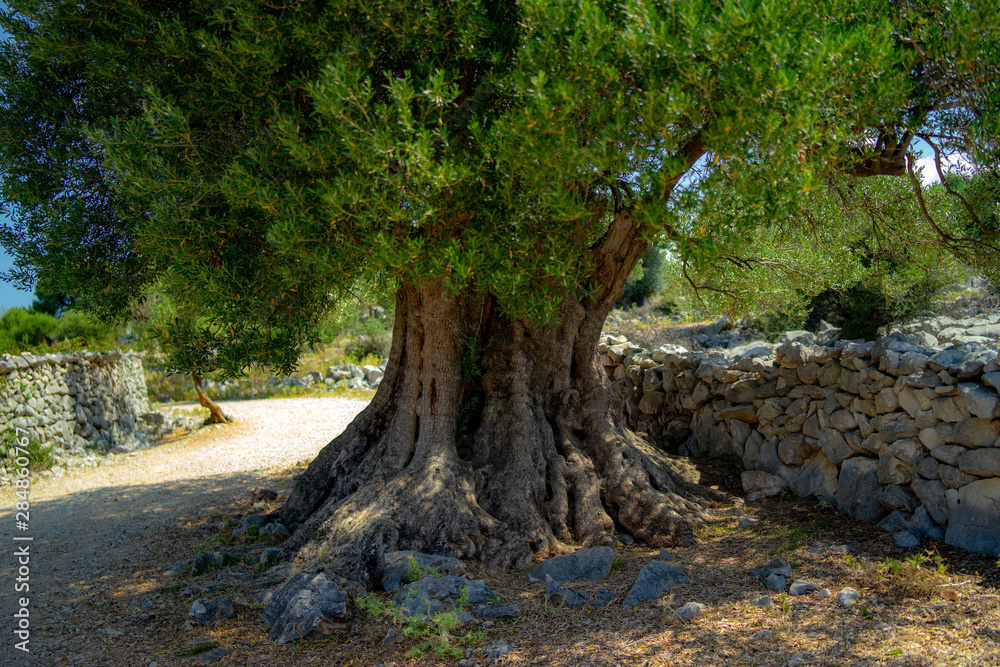 Obraz premium olive tree