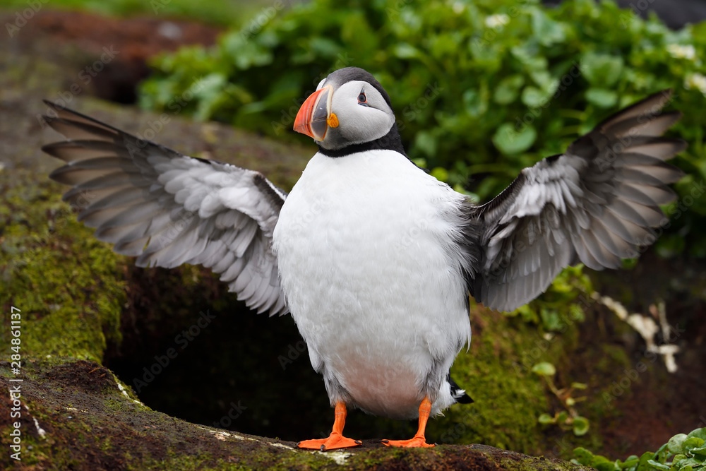 Close up of puffin with spread wings Close up of puffin with spread wings