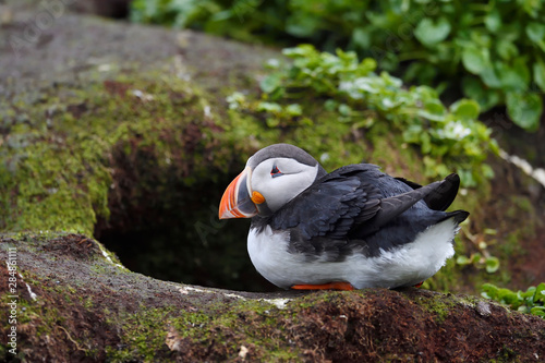 Puffin