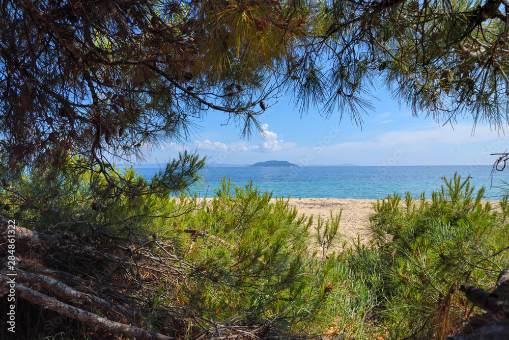 Sea view from beach. Pine forest tree by the sea in Halkidiki, Greece Sea view from beach. Pine forest tree by the sea in Halkidiki, Greece
