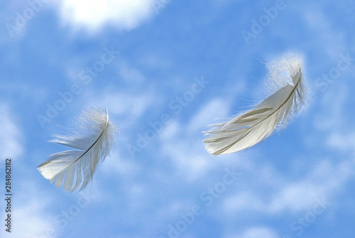 two white feathers in front of blue and white sky