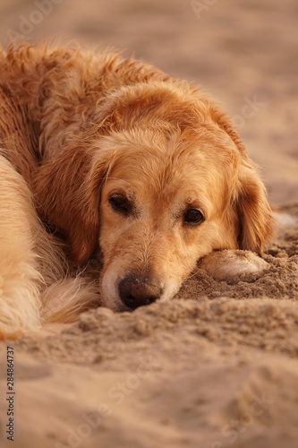 golden retriever lying on the ground