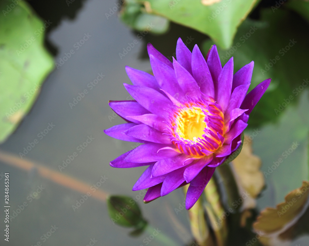 Beautiful waterlily or lotus flower in pond Beautiful waterlily or lotus flower in pond