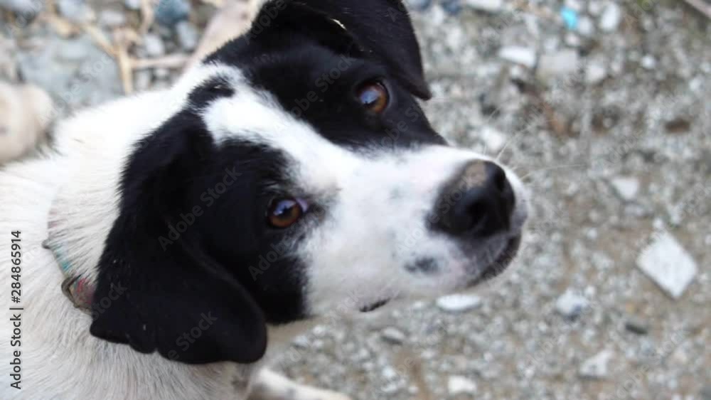 close-up puppy is naughty because of curiosity footage slow motion close-up puppy is naughty because of curiosity footage slow motion