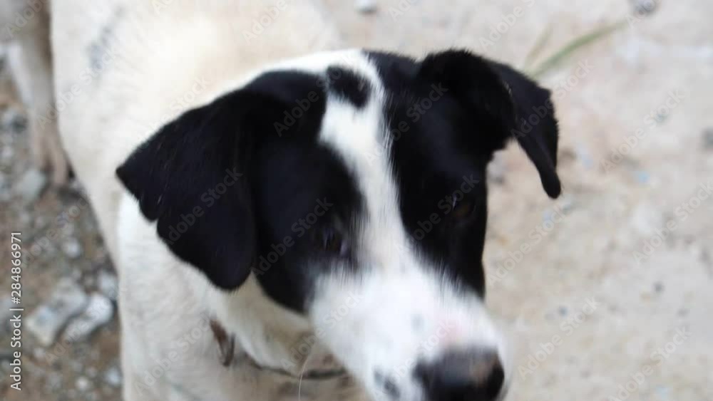 close-up puppy is naughty because of curiosity footage slow motion