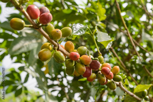 Coffee Beans Plant