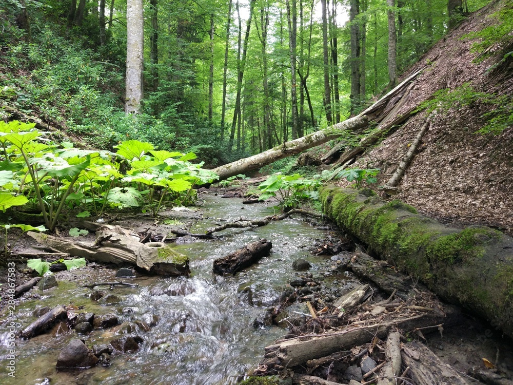 stream in the forest stream in the forest