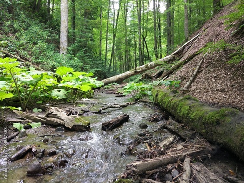 stream in the forest