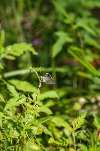 A solitary Gray Hairstreak alights on a stalk of grass on a background of thick foliage