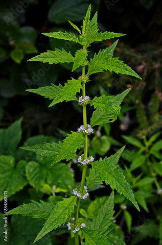 Flowers of a gypsywort plant (Lycopus europaeus) photo