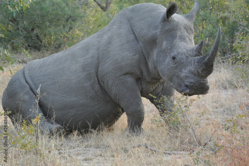 Fototapeta premium rhino