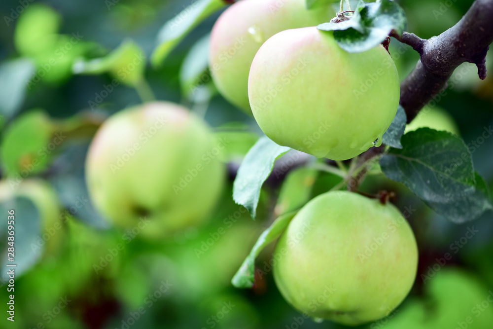 Harvest apples, apple trees in the garden after rain Harvest apples, apple trees in the garden after rain