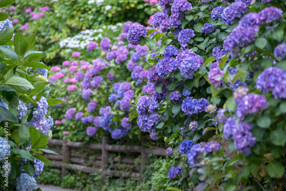 紫陽花の小径 紫陽花の小径
